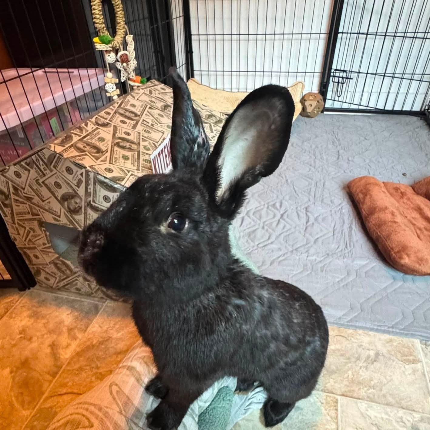 Enlarge Seymore, a Adopted Havana in CHARLOTTE, NC image 2/3