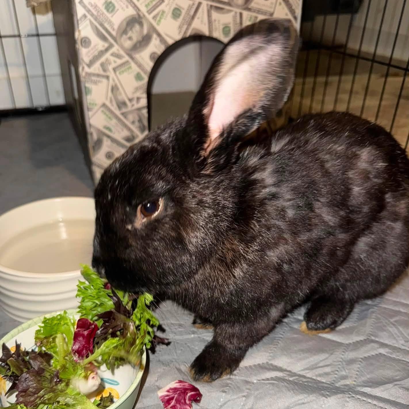 Enlarge Seymore, a Adopted Havana in CHARLOTTE, NC image 3/3