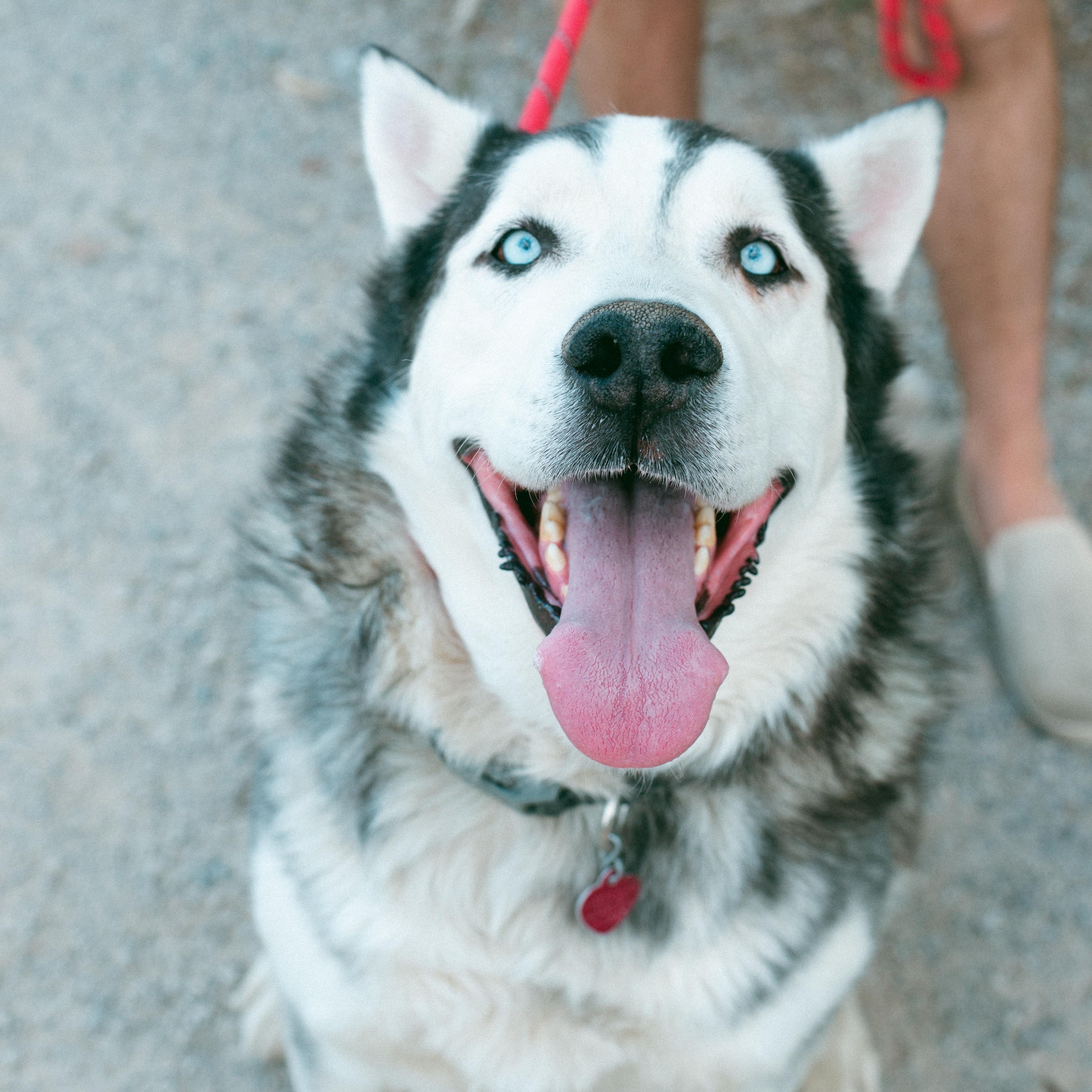 Lobo, an adoptable Husky in Thayne, WY, 83127 | Photo Image 1