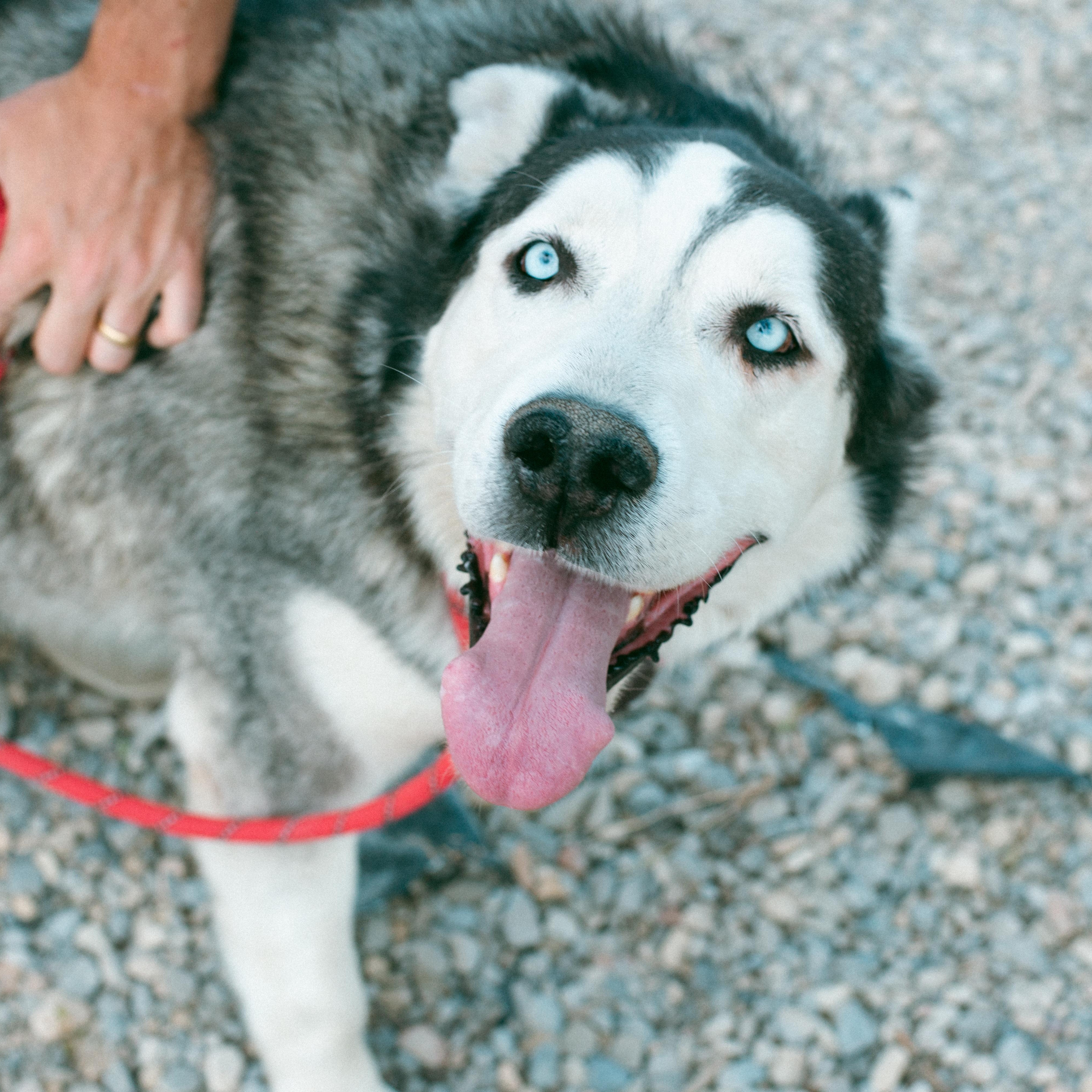 Lobo, an adoptable Husky in Thayne, WY, 83127 | Photo Image 2