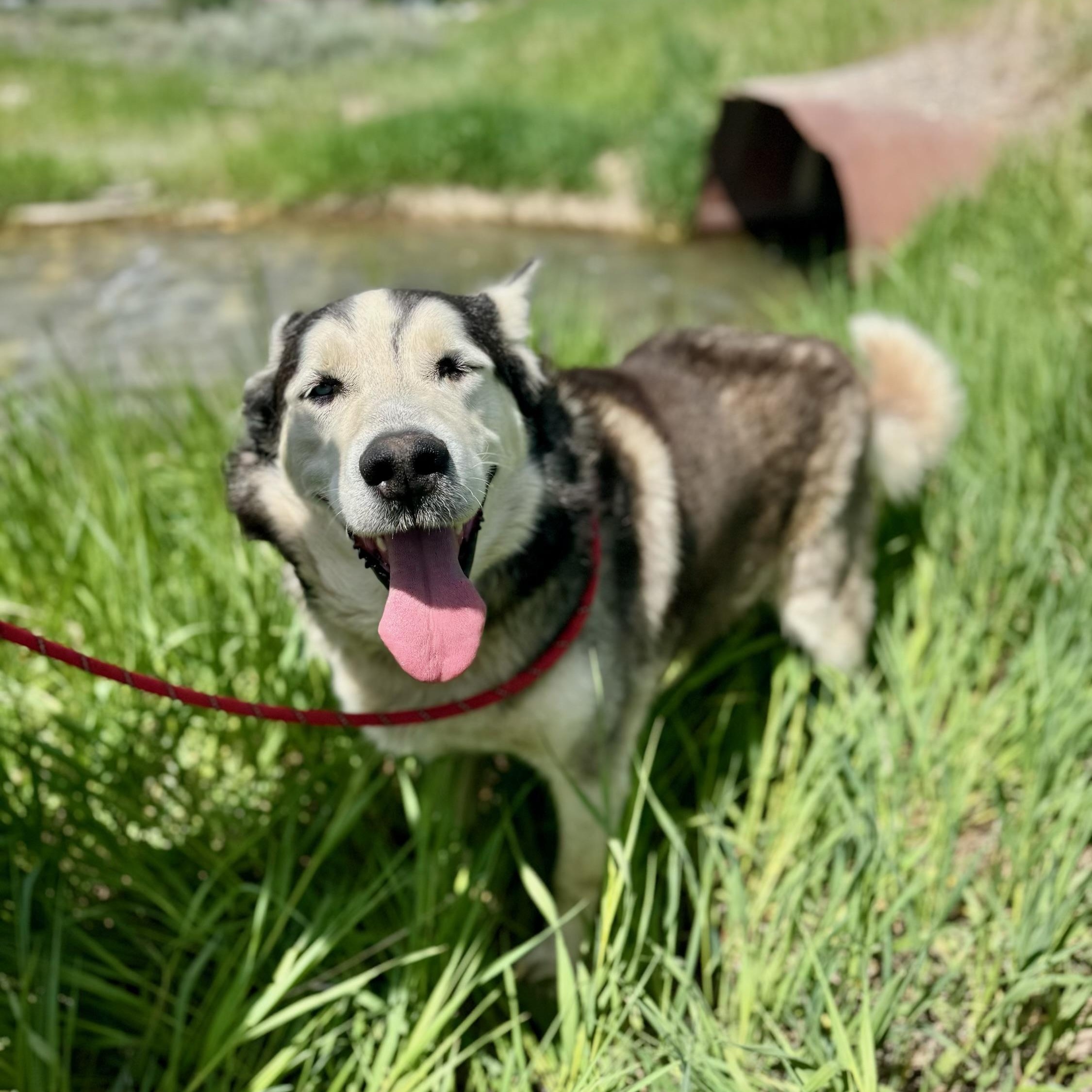 Lobo, an adoptable Husky in Thayne, WY, 83127 | Photo Image 2