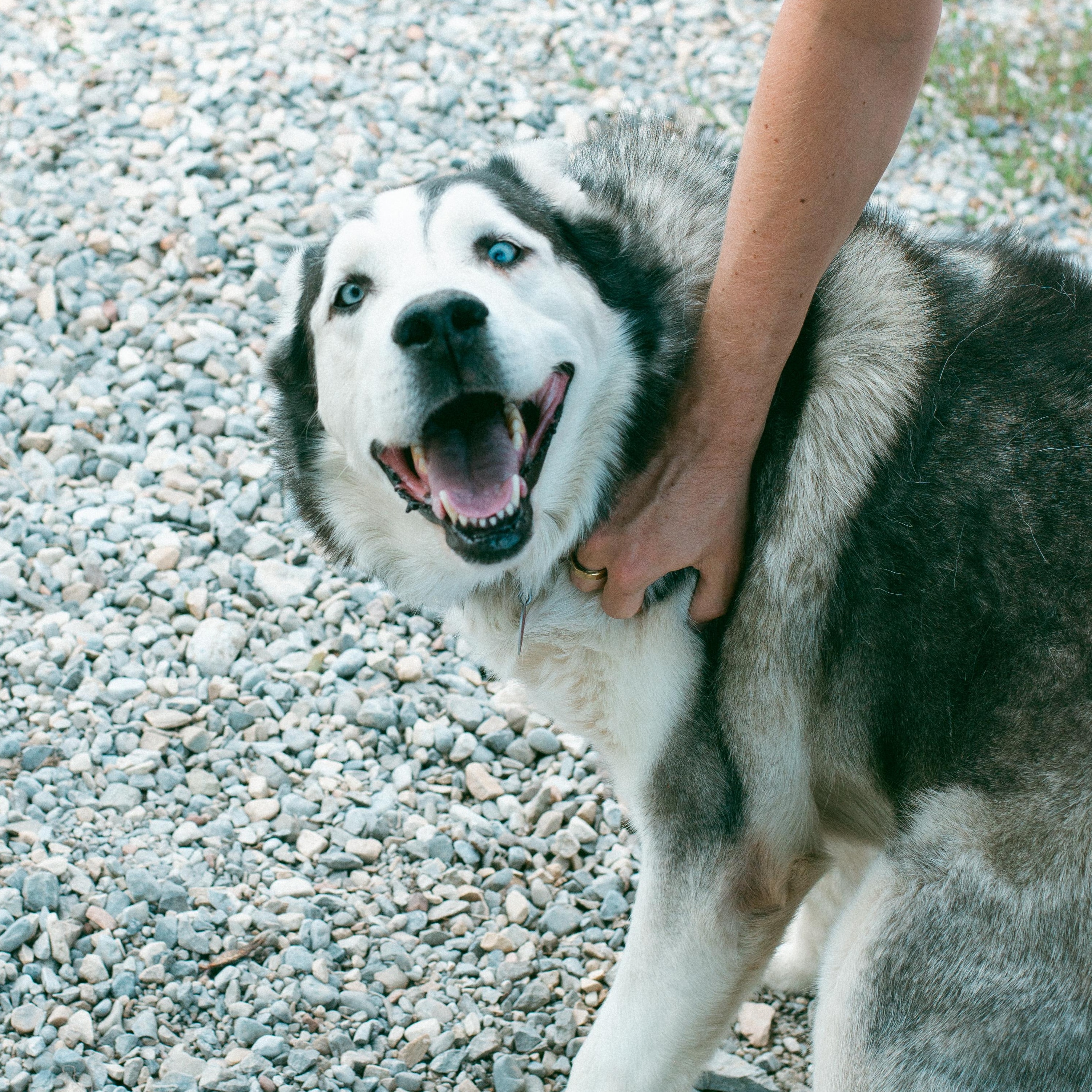 Lobo, an adoptable Husky in Thayne, WY, 83127 | Photo Image 5