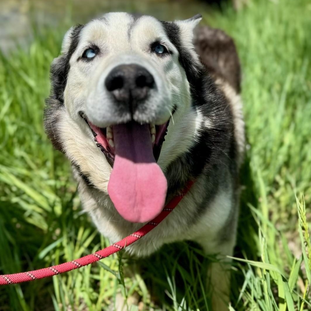 Lobo, an adoptable Husky in Thayne, WY, 83127 | Photo Image 3