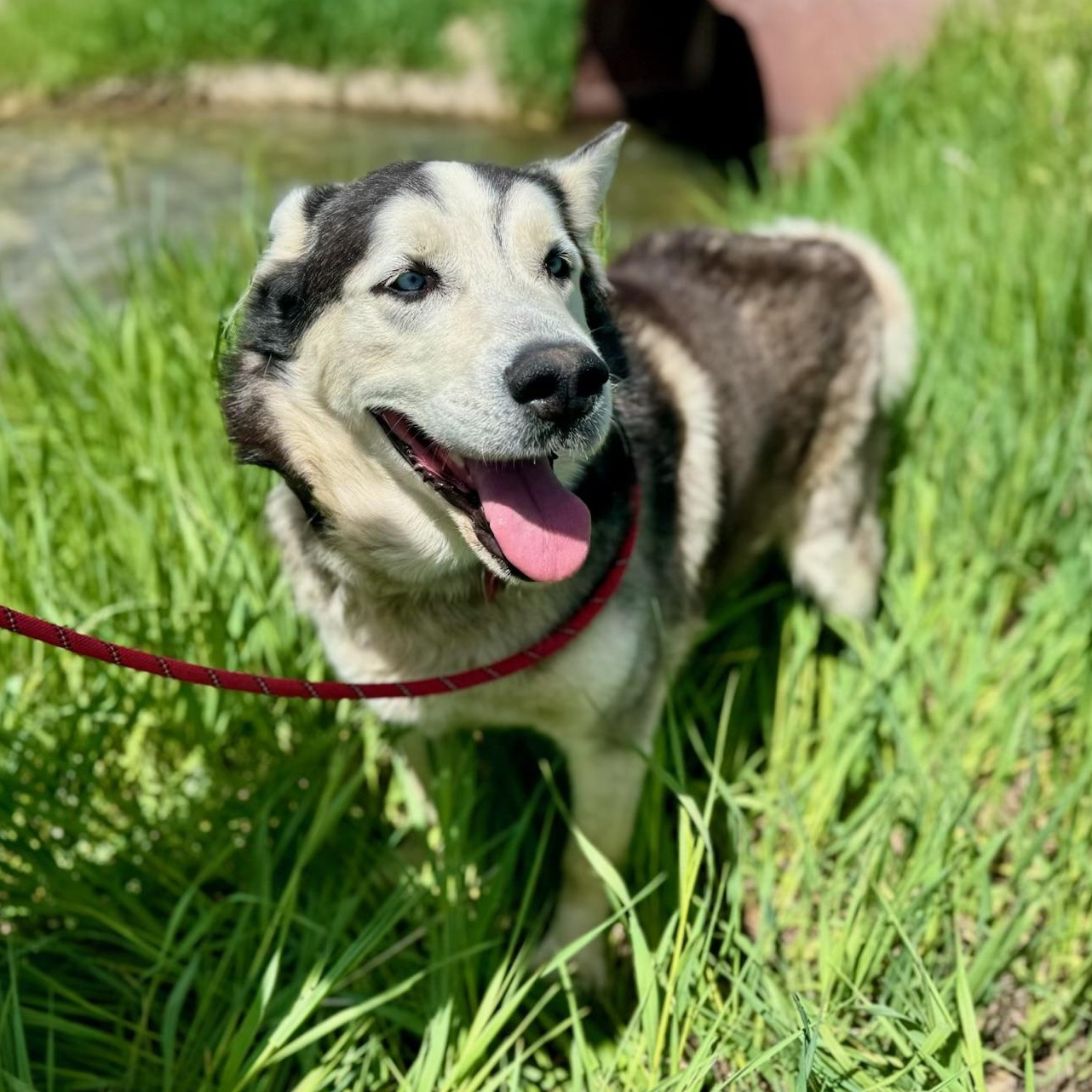 Lobo, an adoptable Husky in Thayne, WY, 83127 | Photo Image 3