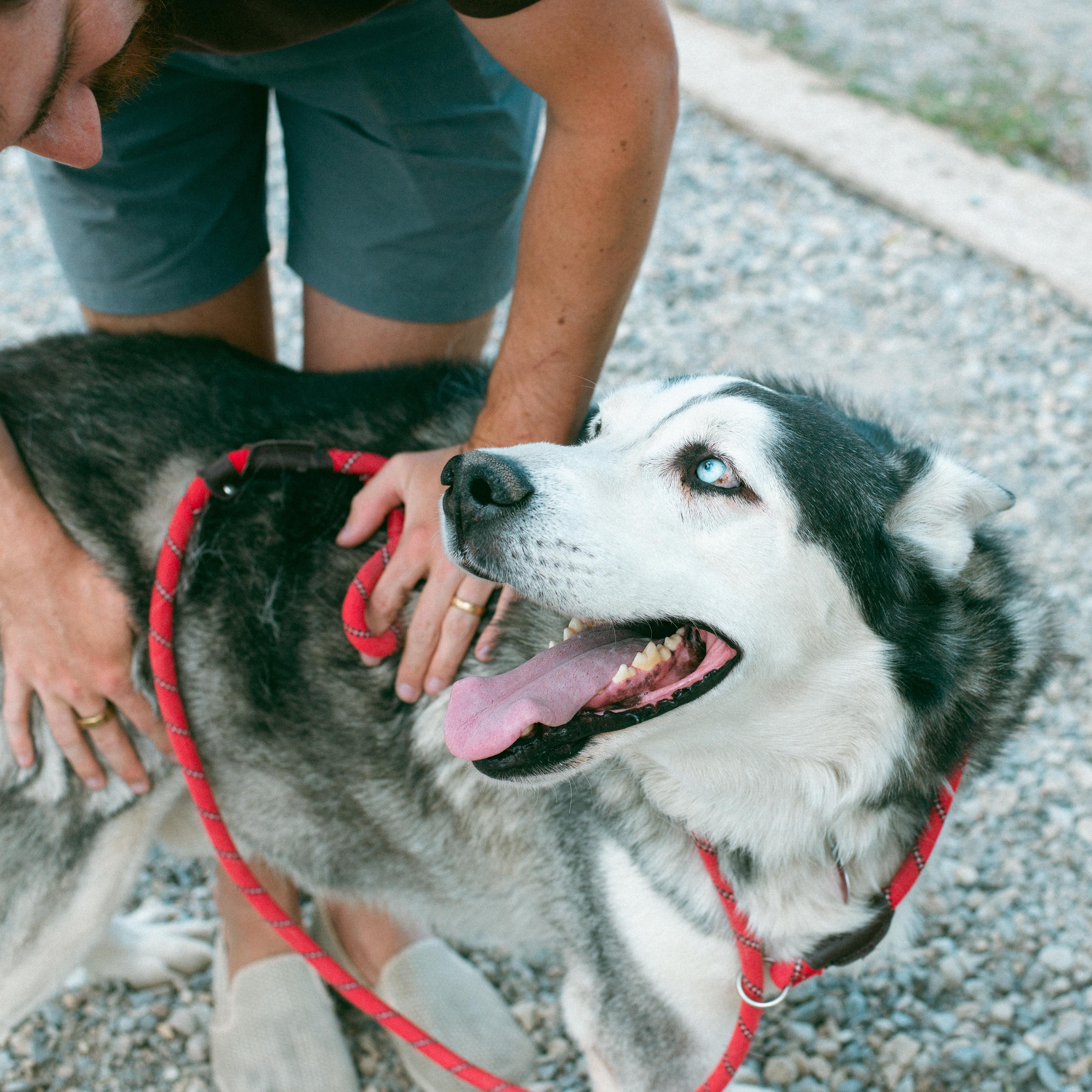 Lobo, an adoptable Husky in Thayne, WY, 83127 | Photo Image 6