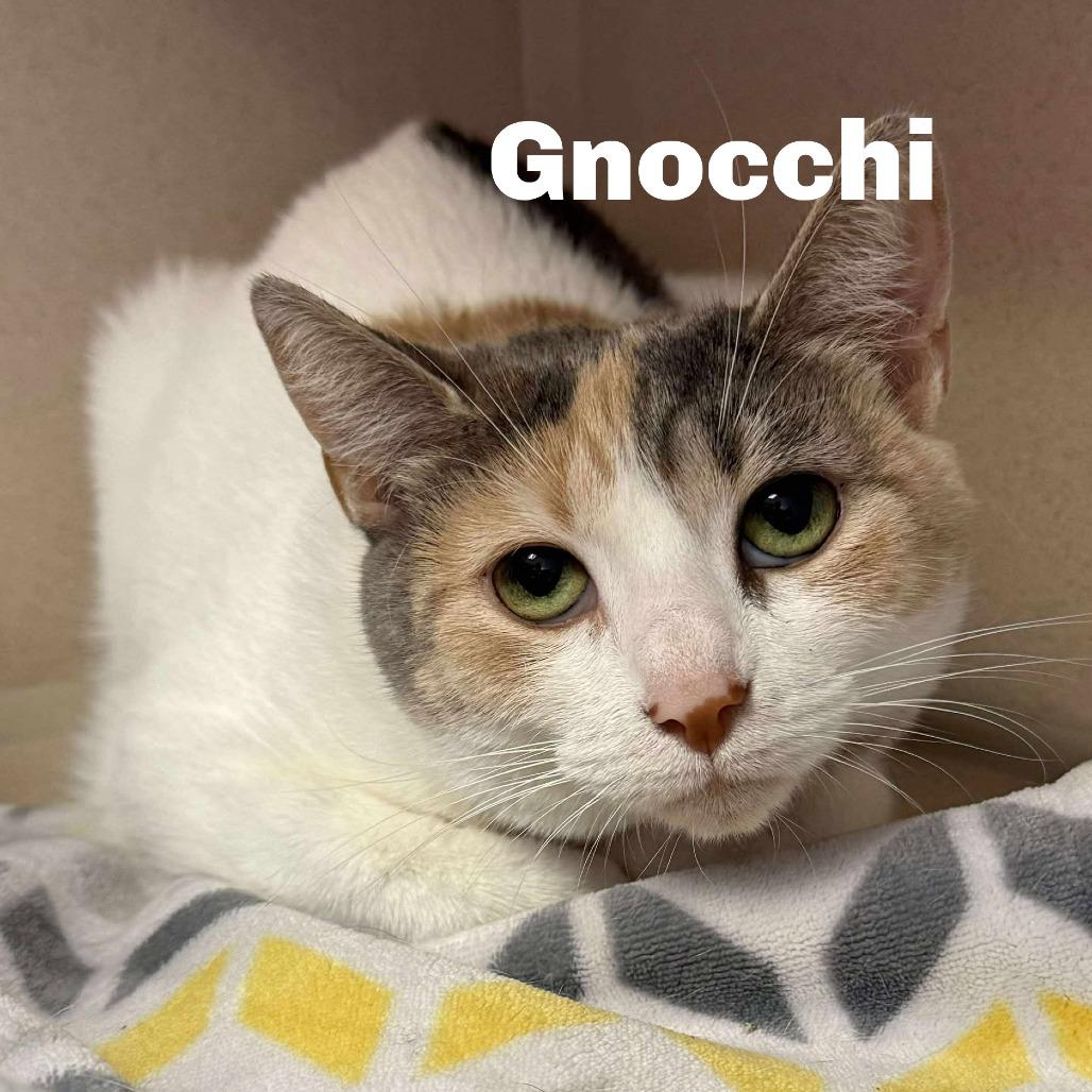 Enlarge Gnocchi 260233, a Adoptable Domestic Short Hair in Escanaba, MI image 1/1