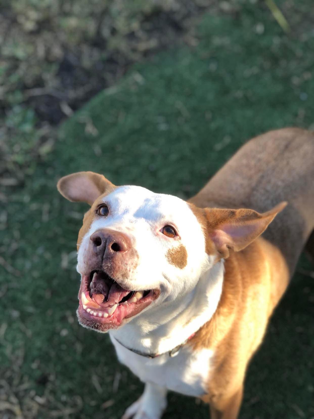 Enlarge Molly, a ADOPTABLE Mixed Breed in Sanford, FL image 3/6