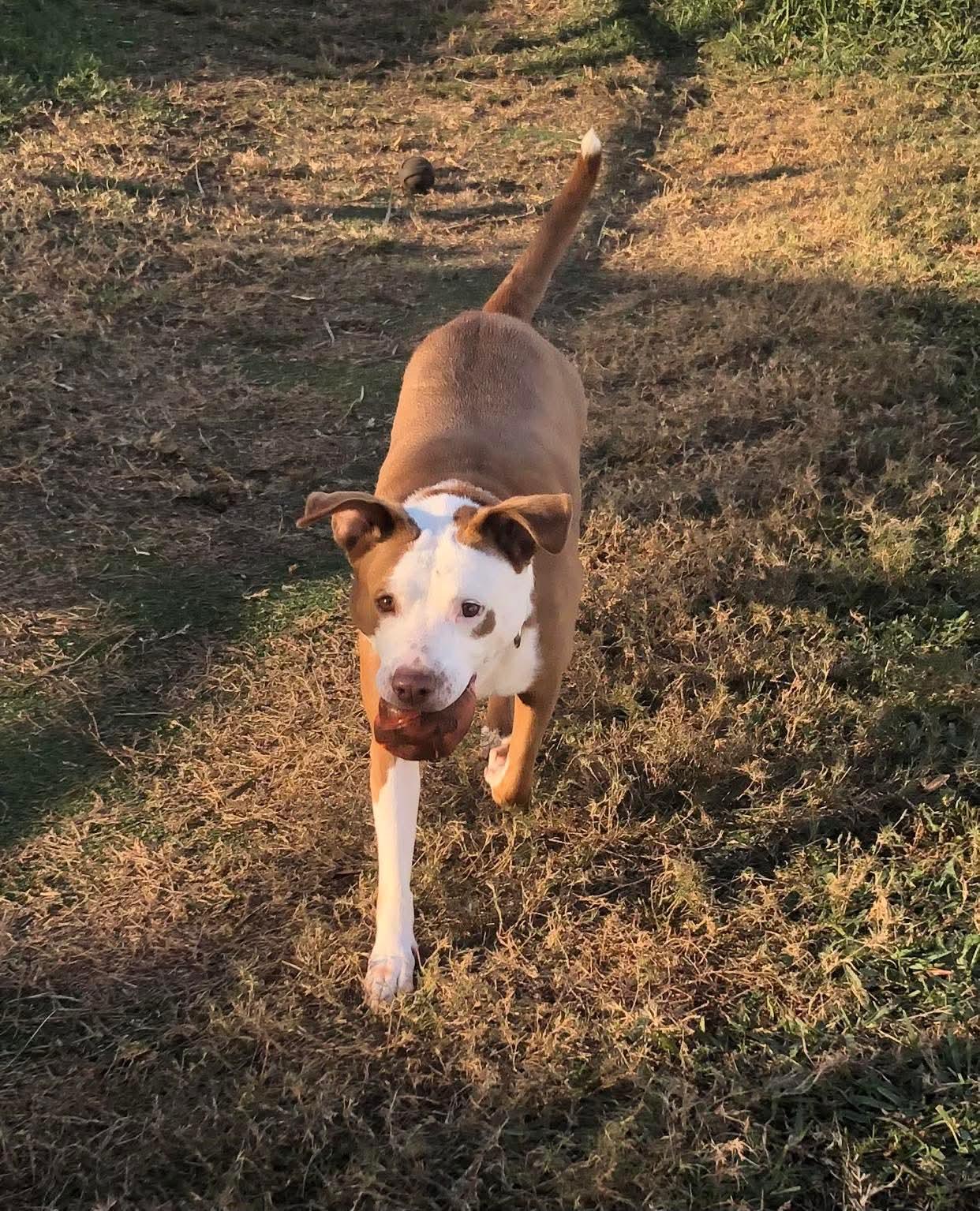 Enlarge Molly, a ADOPTABLE Mixed Breed in Sanford, FL image 2/6