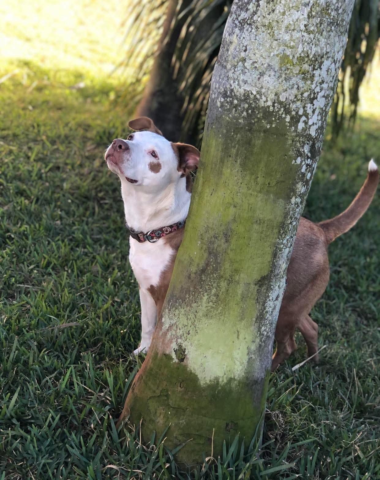 Enlarge Molly, a ADOPTABLE Mixed Breed in Sanford, FL image 4/6