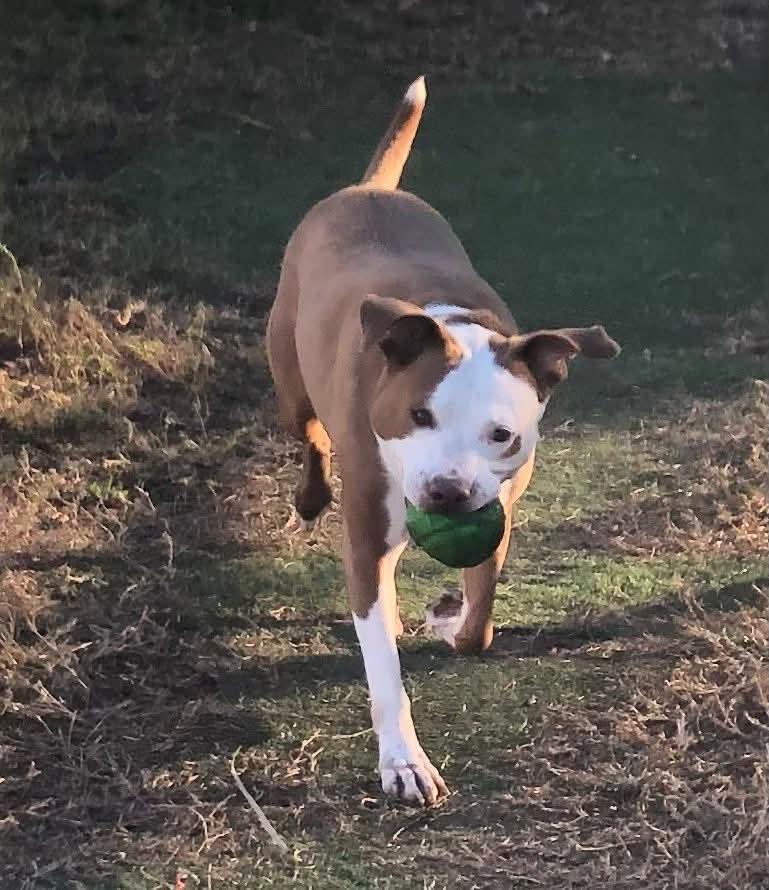 Enlarge Molly, a ADOPTABLE Mixed Breed in Sanford, FL image 6/6