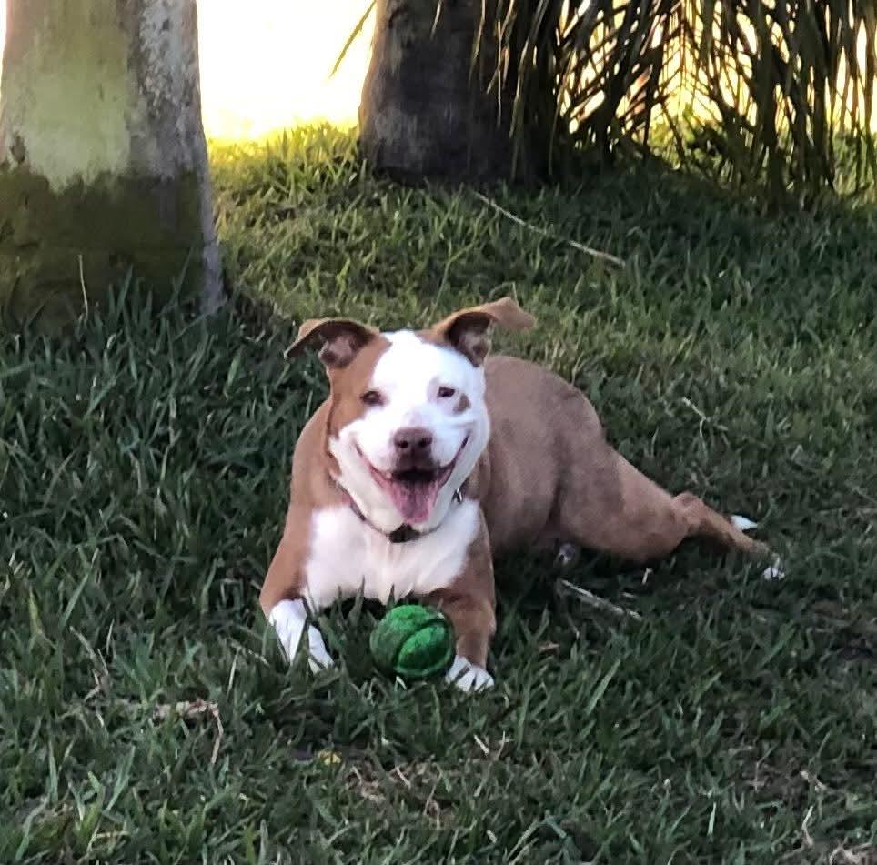 Enlarge Molly, a ADOPTABLE Mixed Breed in Sanford, FL image 5/6