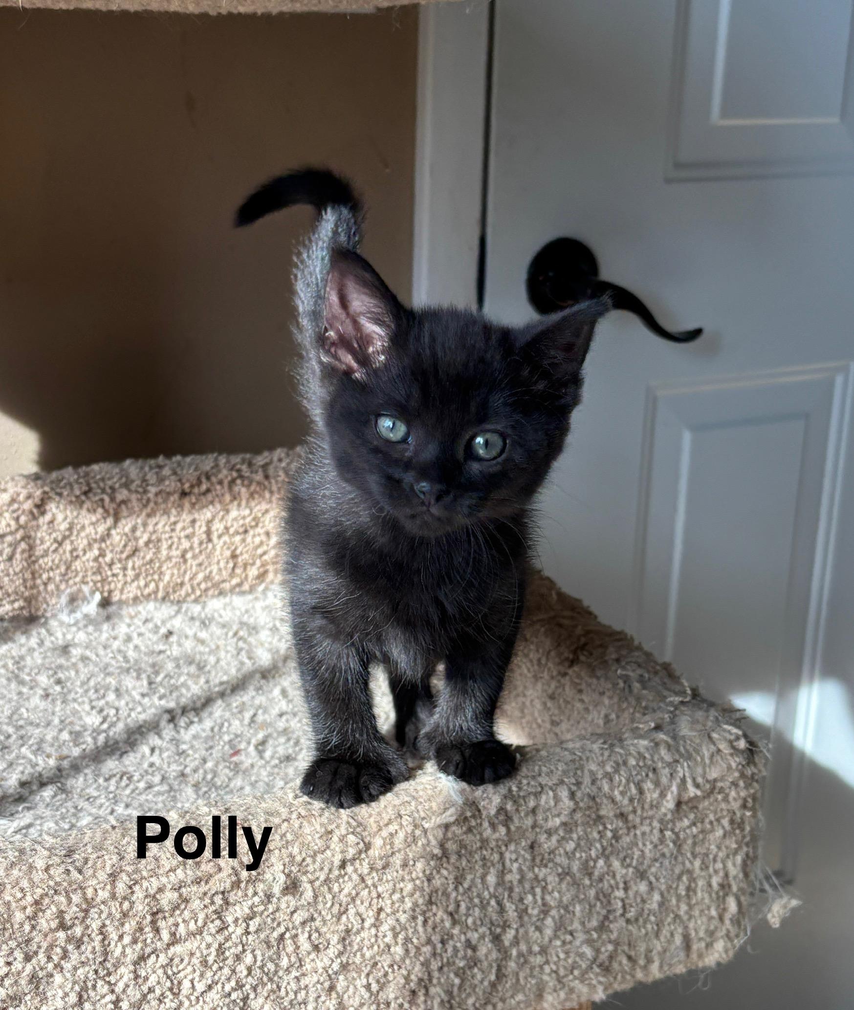 Polly