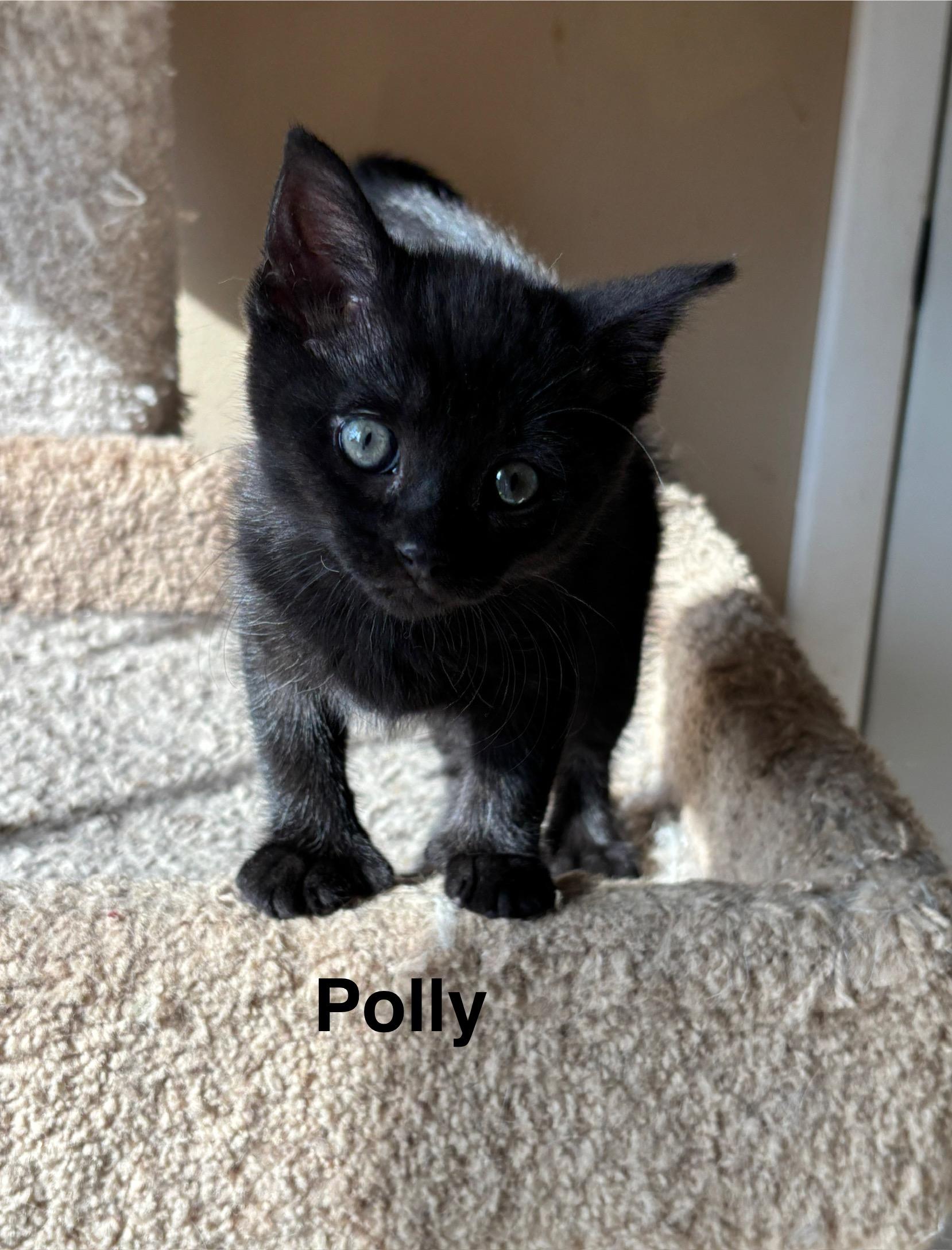 Polly