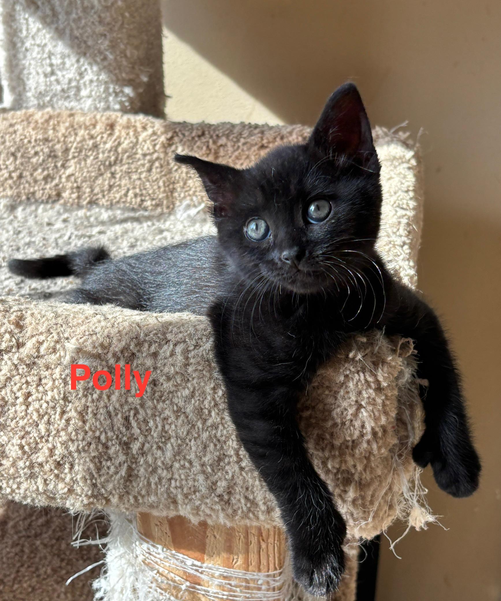 Polly
