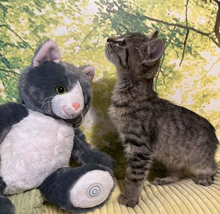 Enlarge Henry, a ADOPTABLE Tabby in Waxahachie, TX image 2/3