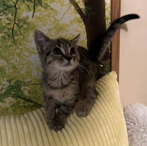 Enlarge Henry, a ADOPTABLE Tabby in Waxahachie, TX image 1/3