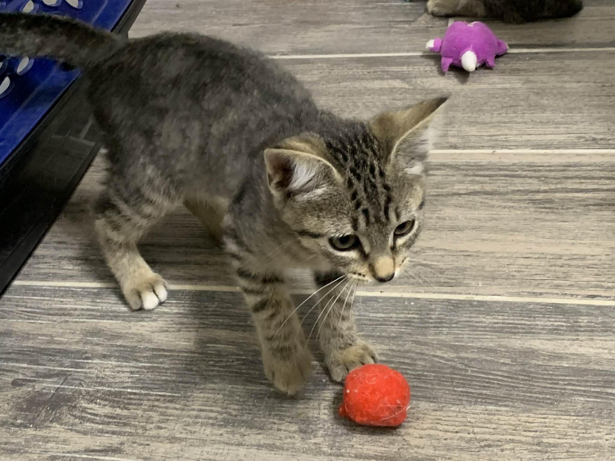Enlarge Henry, a ADOPTABLE Tabby in Waxahachie, TX image 3/3