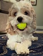 Willow H 26075, Adoptable, Puppy Female Cocker Spaniel.