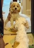 Enlarge Willow H 26075, a Adoptable Cocker Spaniel in Parker, CO image 2/5