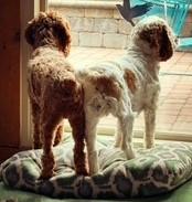 Enlarge Willow H 26075, a Adoptable Cocker Spaniel in Parker, CO image 3/5