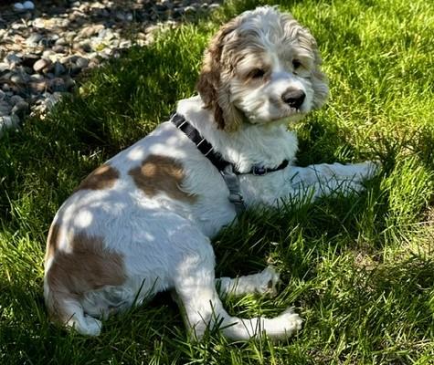 Enlarge Willow H 26075, a Adoptable Cocker Spaniel in Parker, CO image 4/5