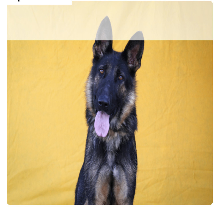 Sequoia, Adoptable, Adult Female German Shepherd Dog.