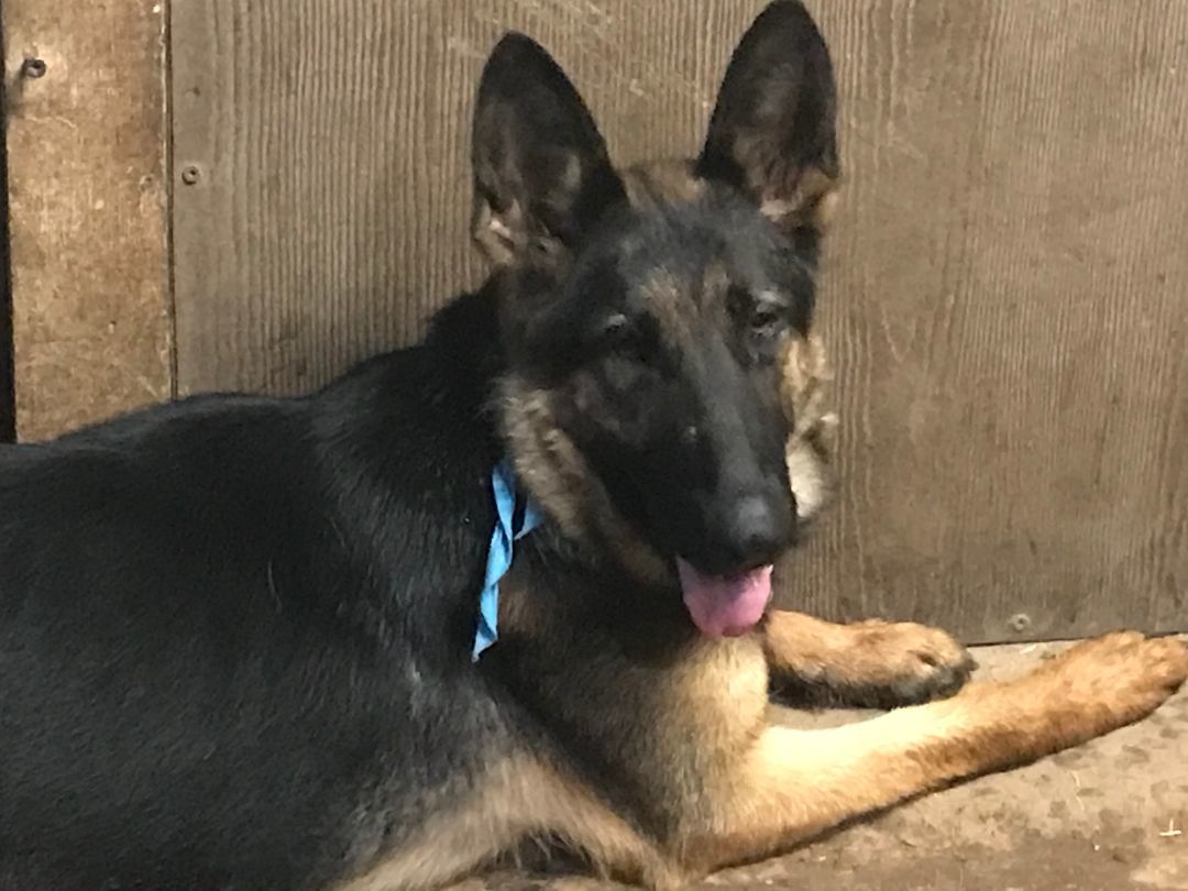 Sequoia, a Adoptable German Shepherd Dog in Rockdale, TX image 2/2