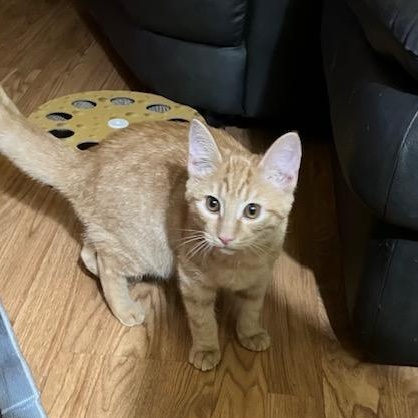 Enlarge Crookshanks "Crook", a Adopted Domestic Short Hair in Chambersburg, PA image 2/2