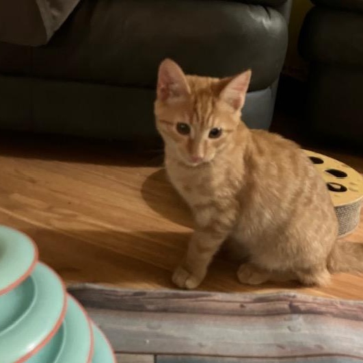 Crookshanks "Crook", Adopted, Kitten Male Domestic Short Hair.