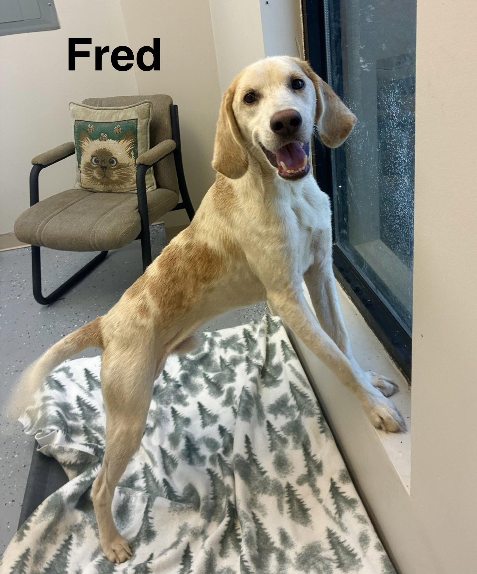 Fred, a Adoptable Hound in Senatobia, MS image 2/5