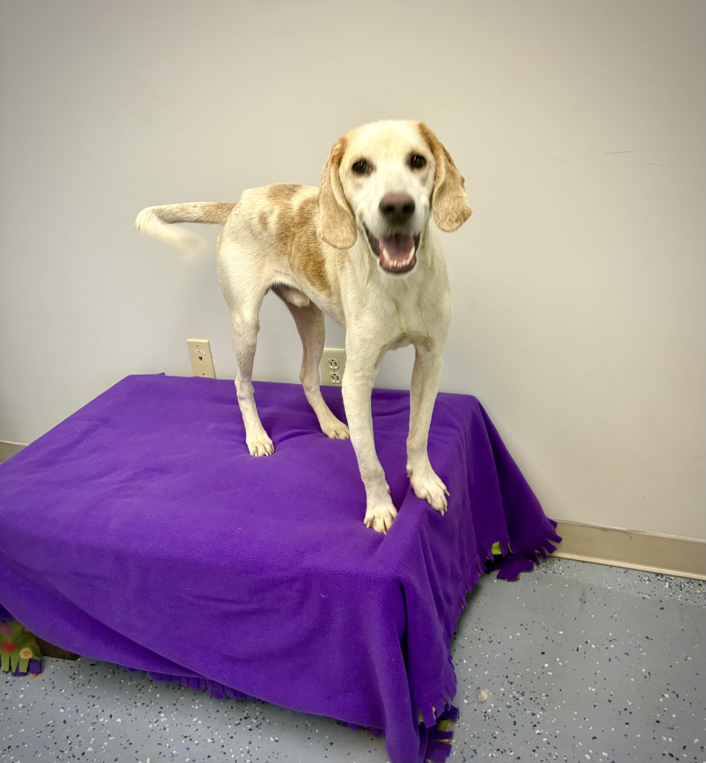 Fred, a Adoptable Hound in Senatobia, MS image 3/5