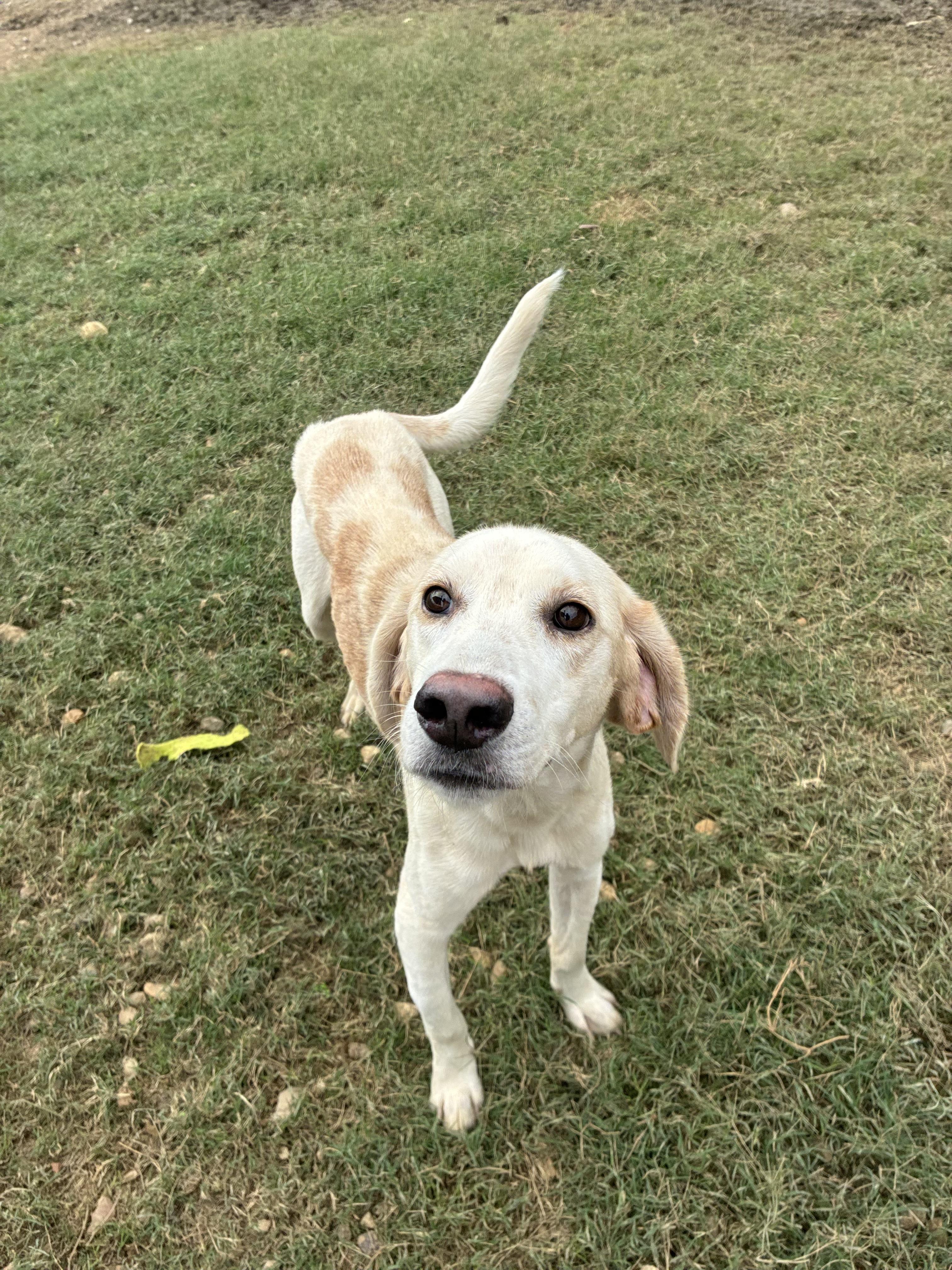 Fred, Adoptable, Adult Male Hound.