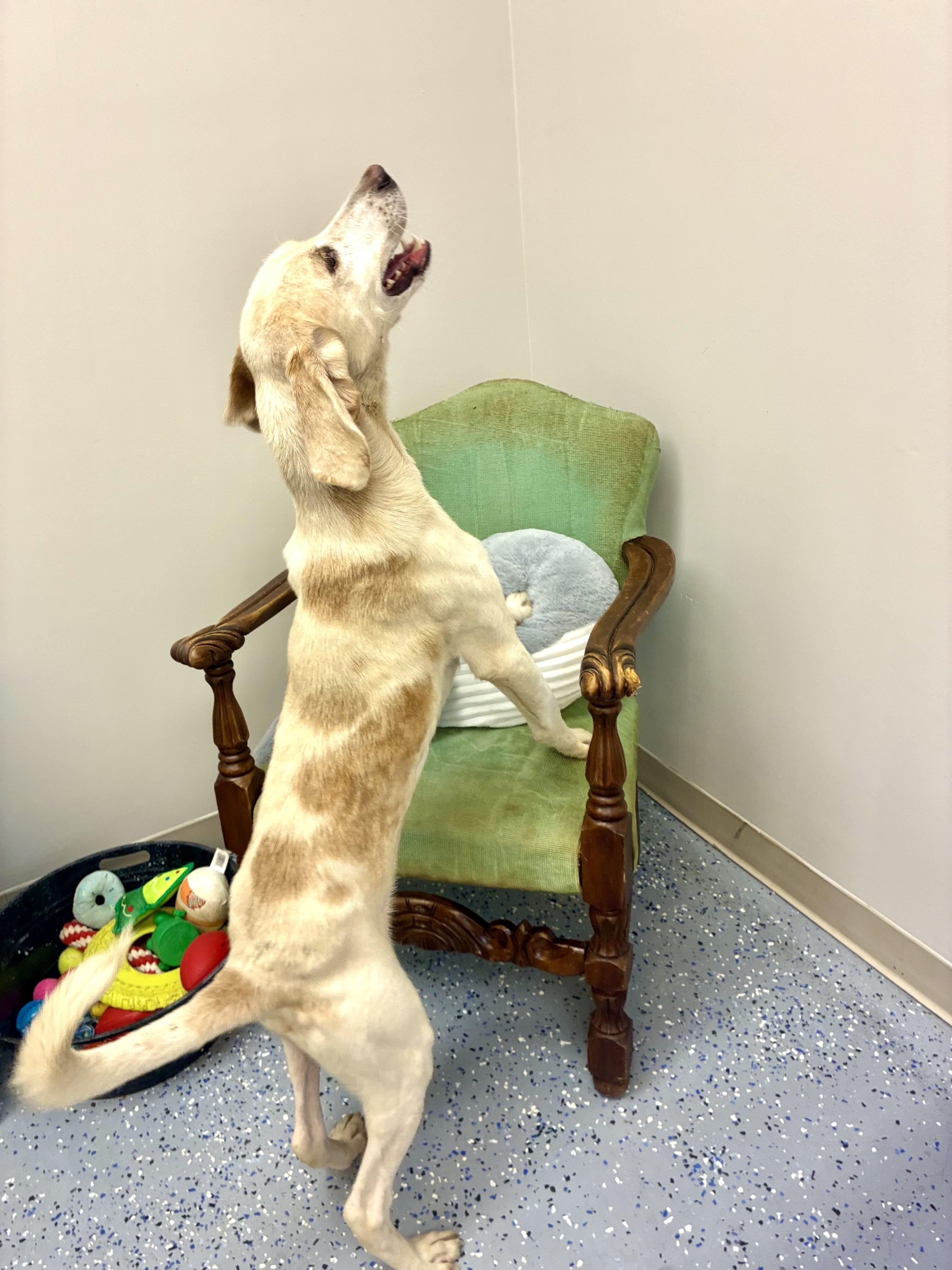 Fred, a Adoptable Hound in Senatobia, MS image 5/5