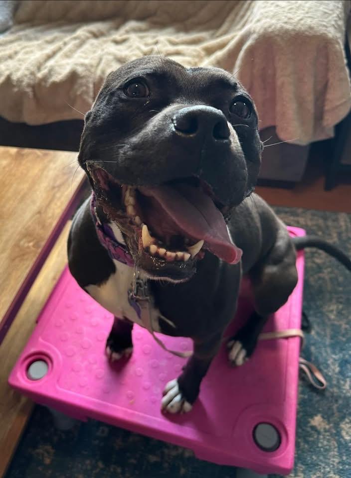 Rosie, a Adoptable Pit Bull Terrier in Columbia, MO image 4/6