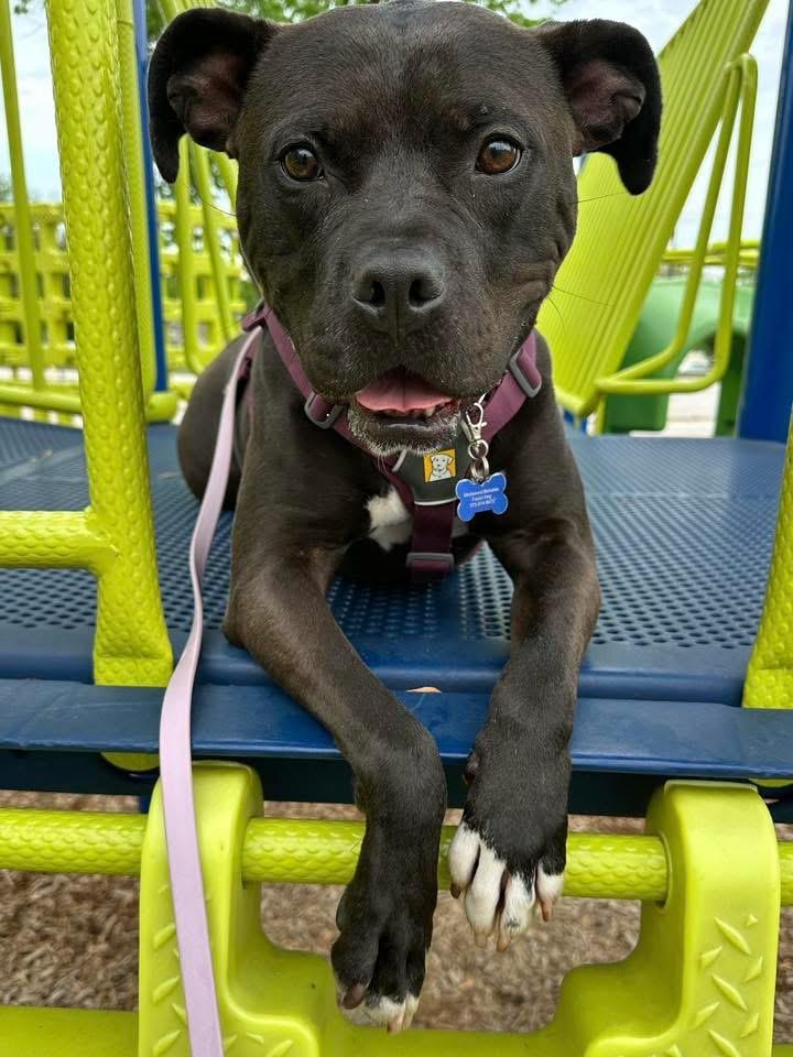 Enlarge Rosie, a Adoptable Pit Bull Terrier in Columbia, MO image 1/5