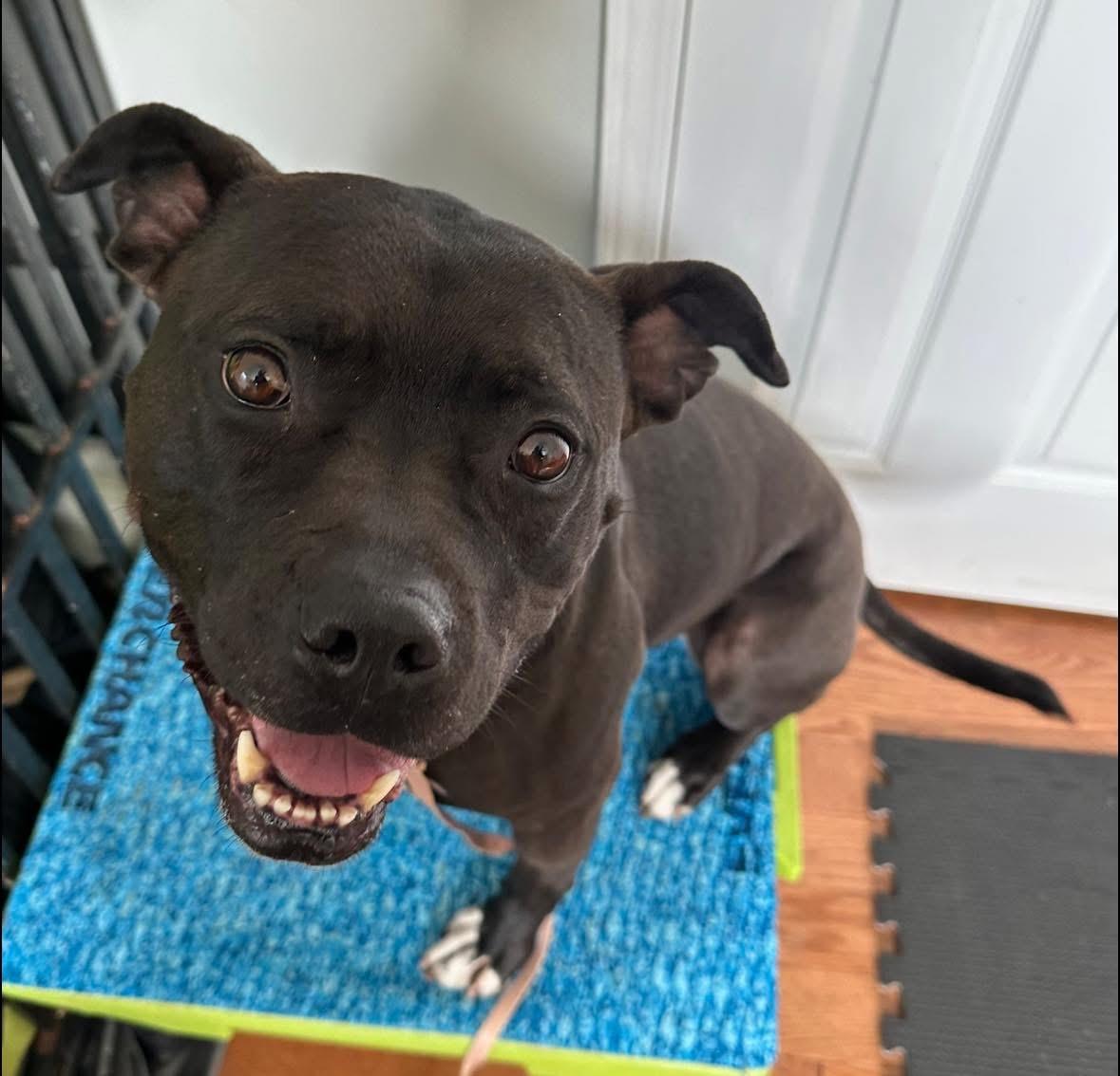 Rosie, a Adoptable Pit Bull Terrier in Columbia, MO image 3/6