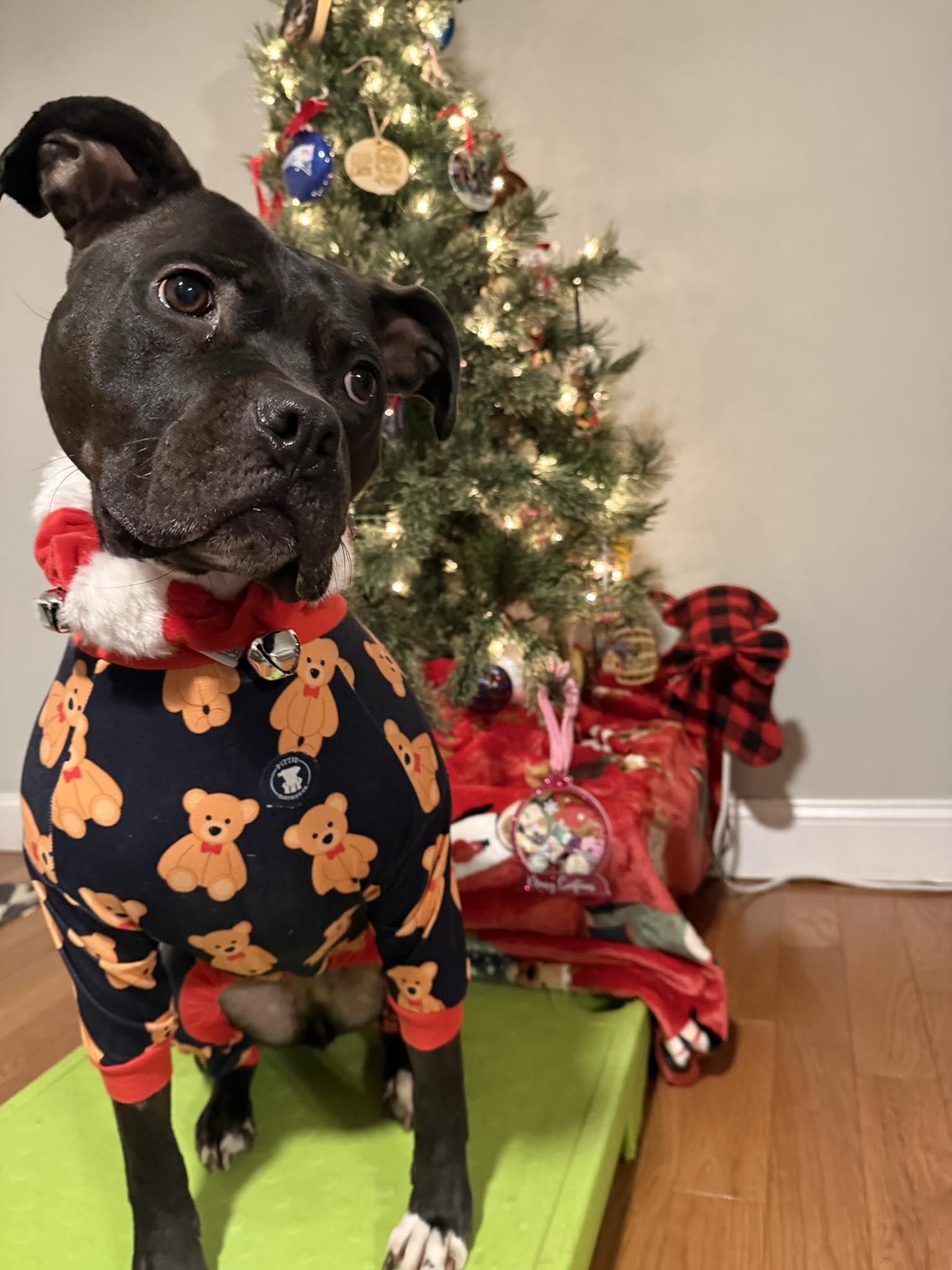 Enlarge Rosie, a Adoptable Pit Bull Terrier in Columbia, MO image 2/5