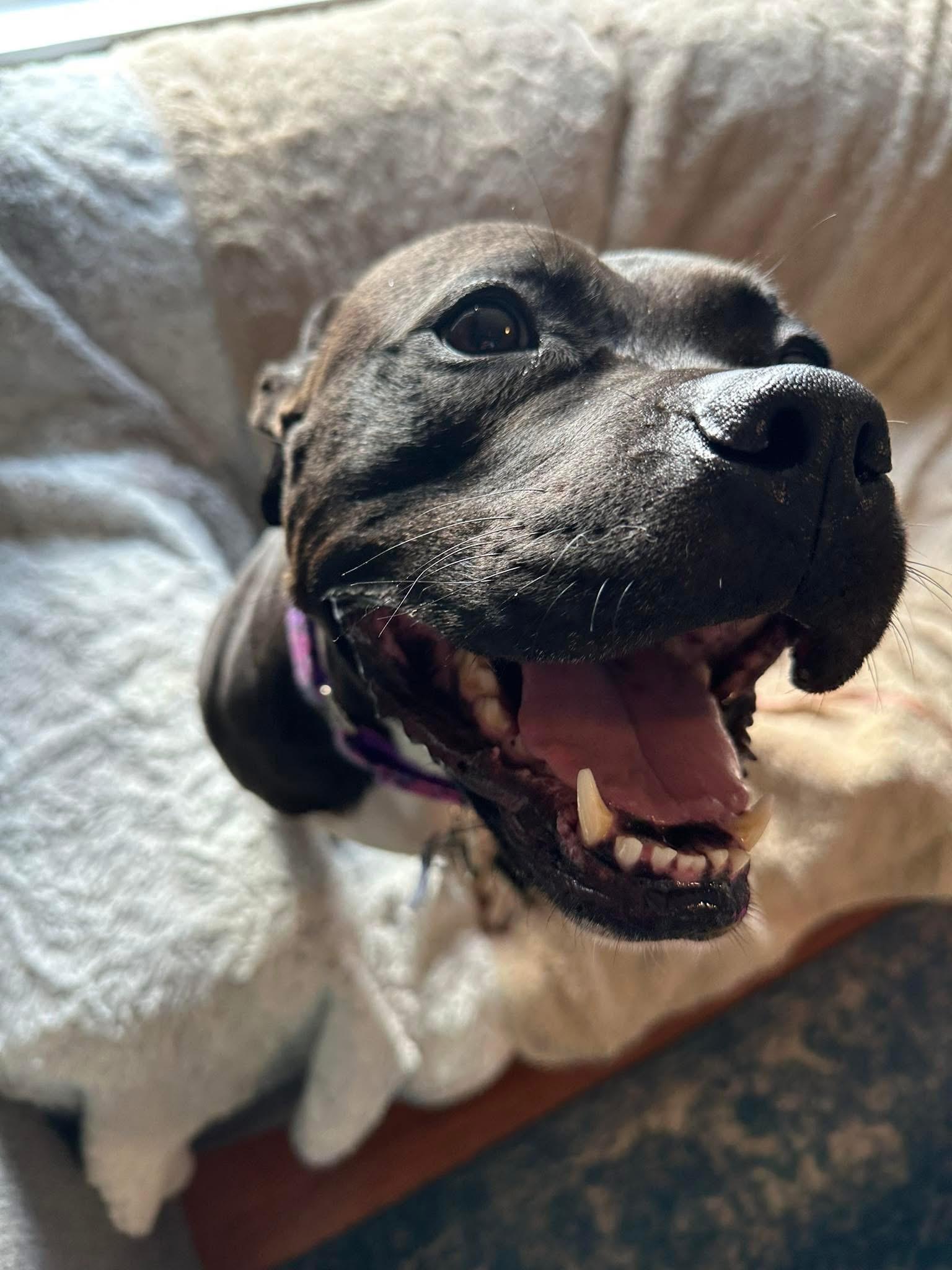 Rosie, a Adoptable Pit Bull Terrier in Columbia, MO image 5/6