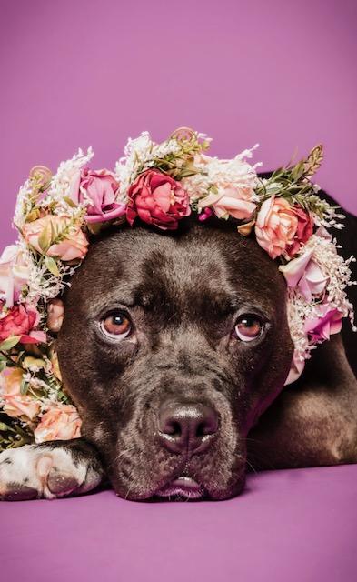 Rosie, a Adoptable Pit Bull Terrier in Columbia, MO image 6/6