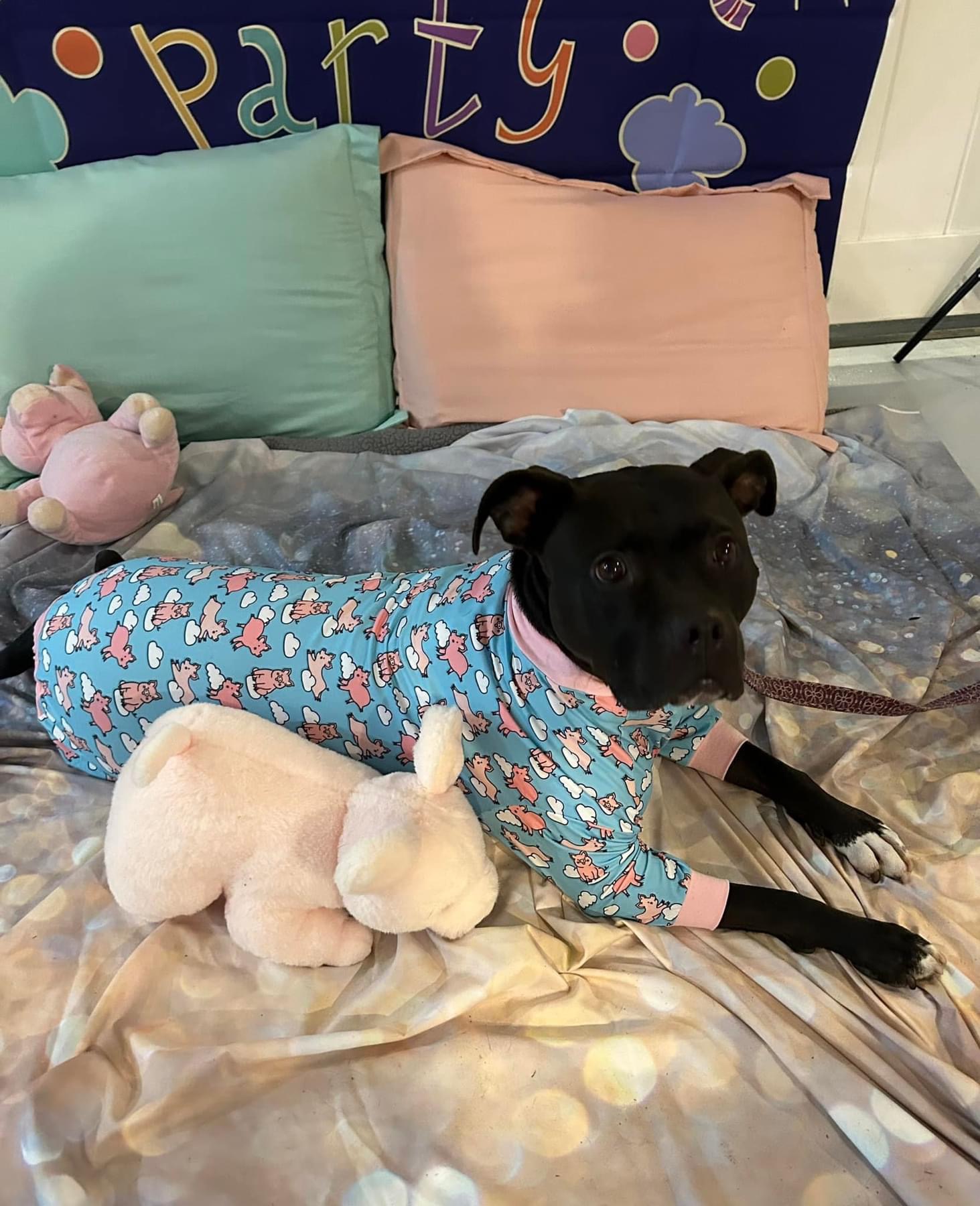 Rosie, Adoptable, Adult Female Pit Bull Terrier.