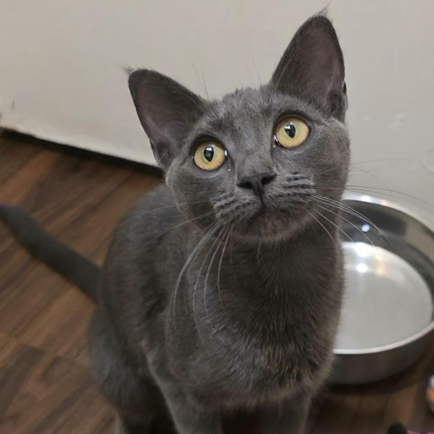 Amelia, Adoptable, Kitten Female Domestic Short Hair.