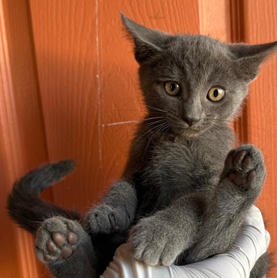 Enlarge Amelia, a Adoptable Domestic Short Hair in Huntington Beach, CA image 3/3