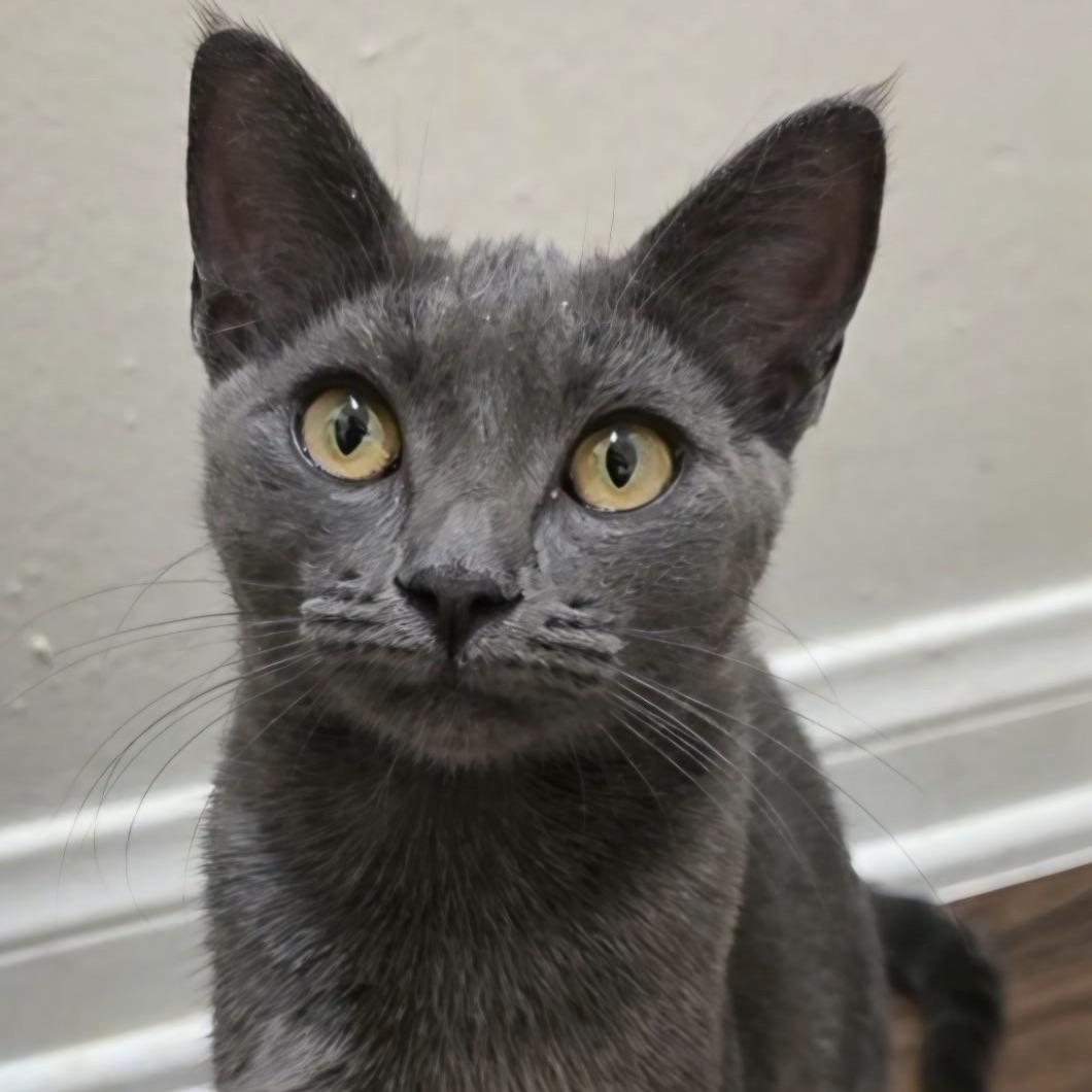 Enlarge Amelia, a Adoptable Domestic Short Hair in Huntington Beach, CA image 2/3