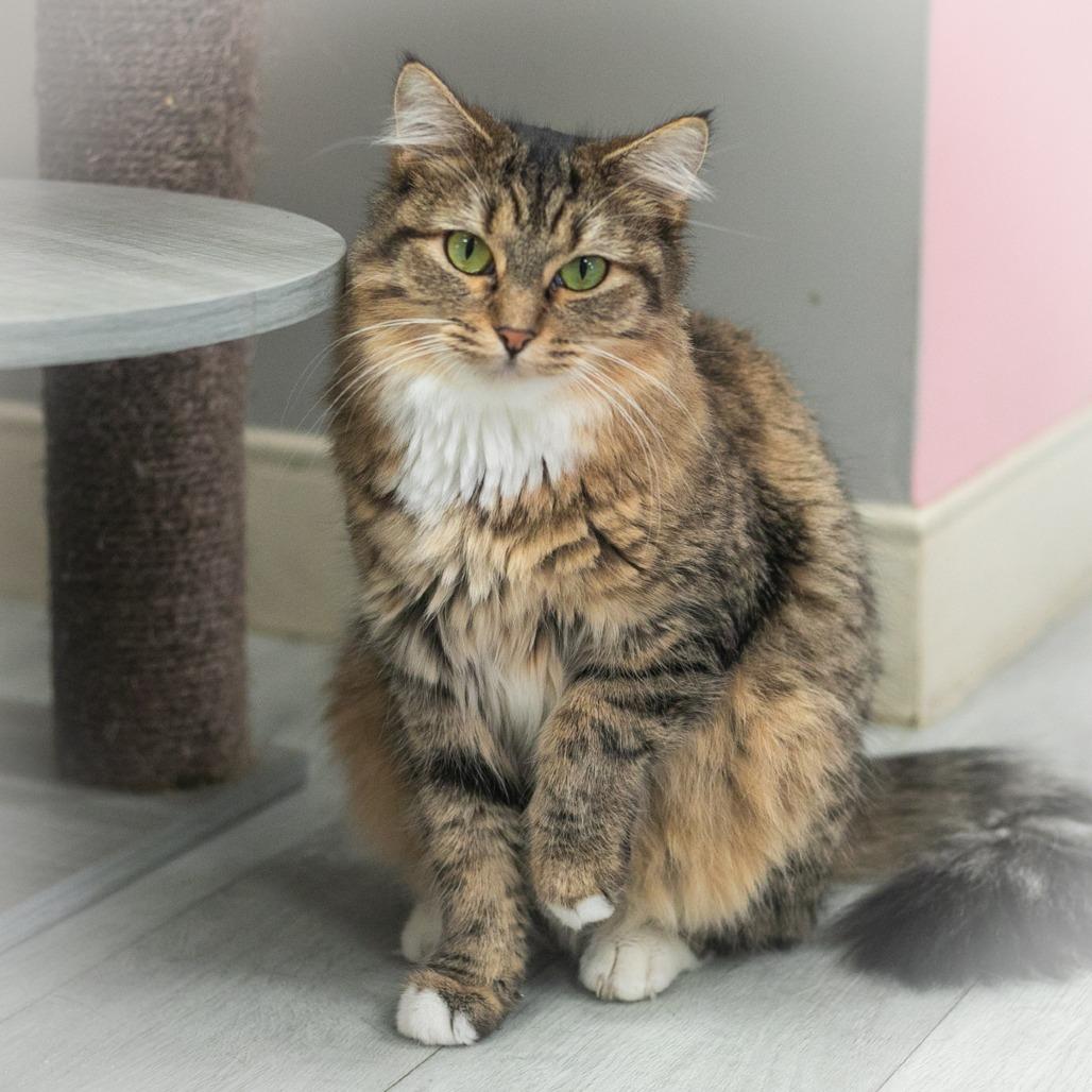 Enlarge Arabelle, a Adoptable mixed breed in St. Augustine, FL image 1/5