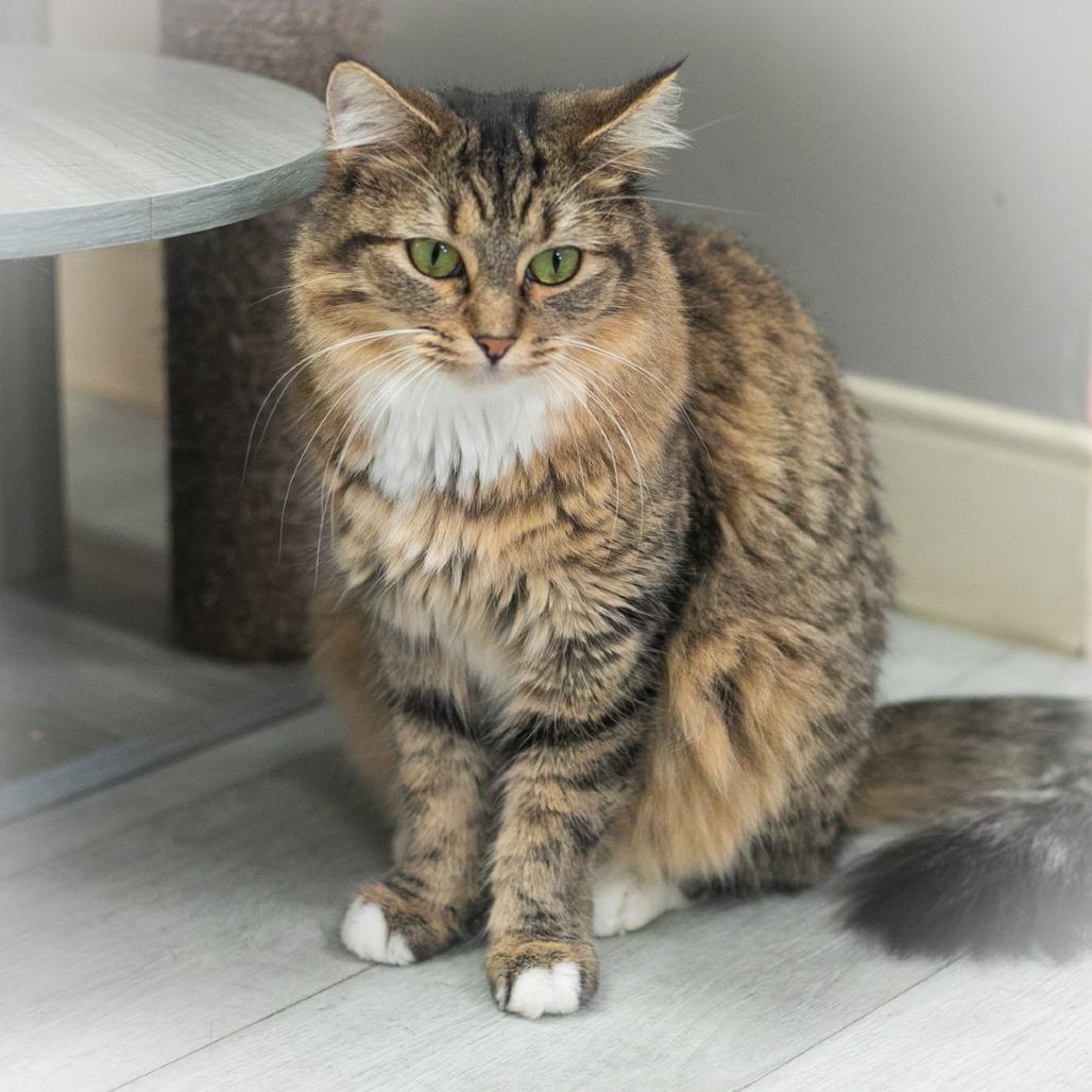 Enlarge Arabelle, a Adoptable mixed breed in St. Augustine, FL image 2/5