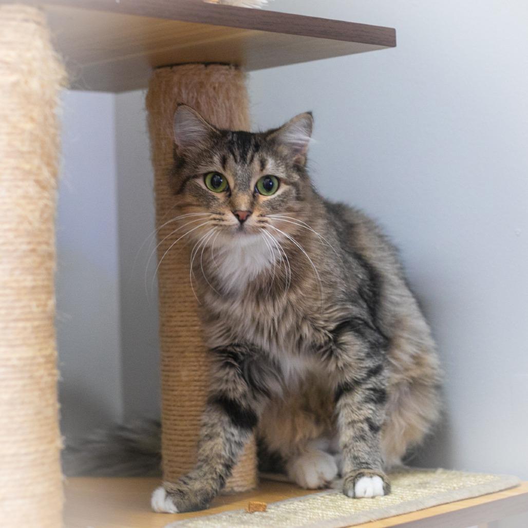 Arabelle, Adoptable, Young Female Maine Coon & Domestic Long Hair.