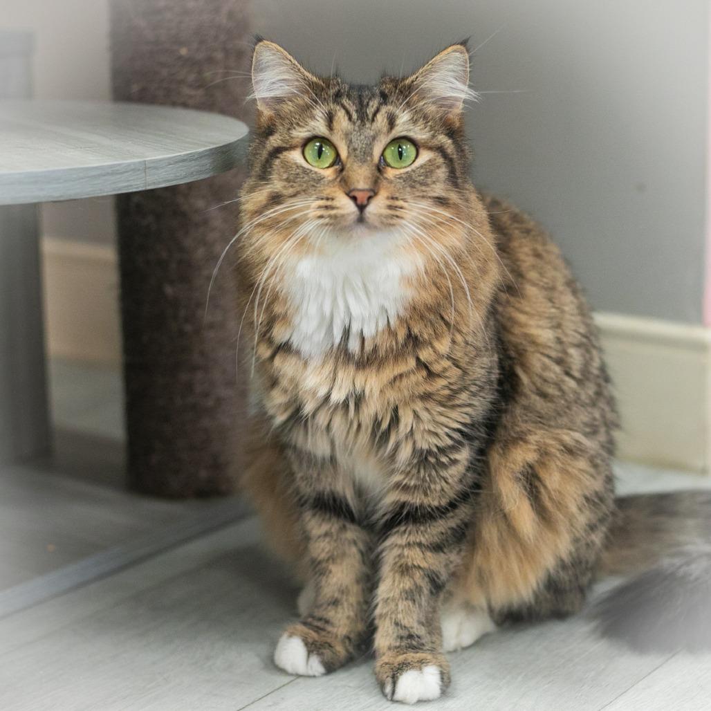 Enlarge Arabelle, a Adoptable mixed breed in St. Augustine, FL image 3/5