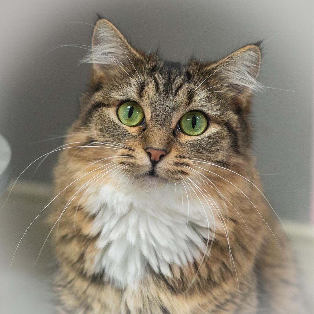 Enlarge Arabelle, a Adoptable mixed breed in St. Augustine, FL image 4/5