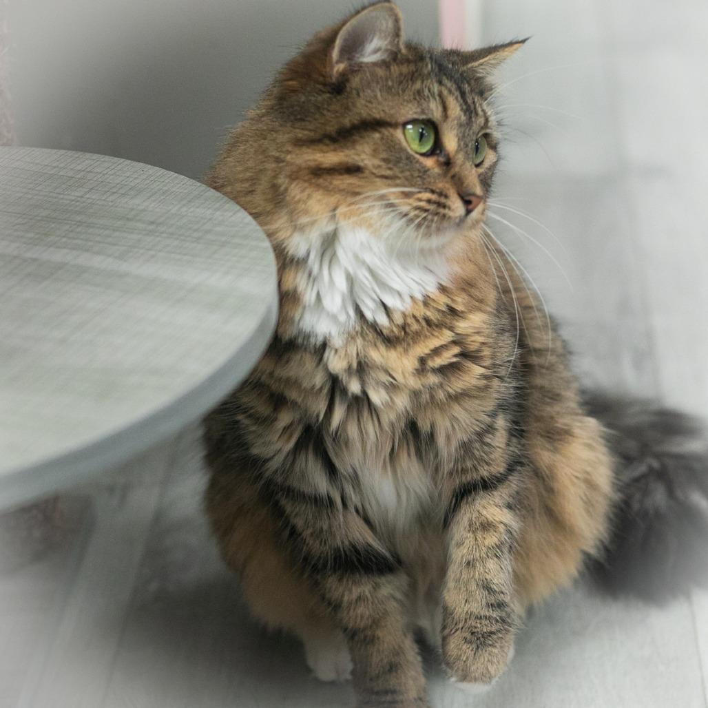 Enlarge Arabelle, a Adoptable mixed breed in St. Augustine, FL image 5/5