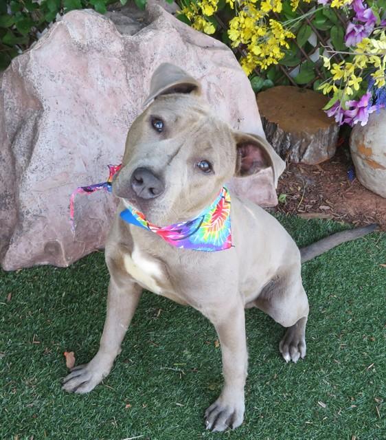 ERNIE, Adoptable, Young Male Pit Bull Terrier & Mixed Breed.